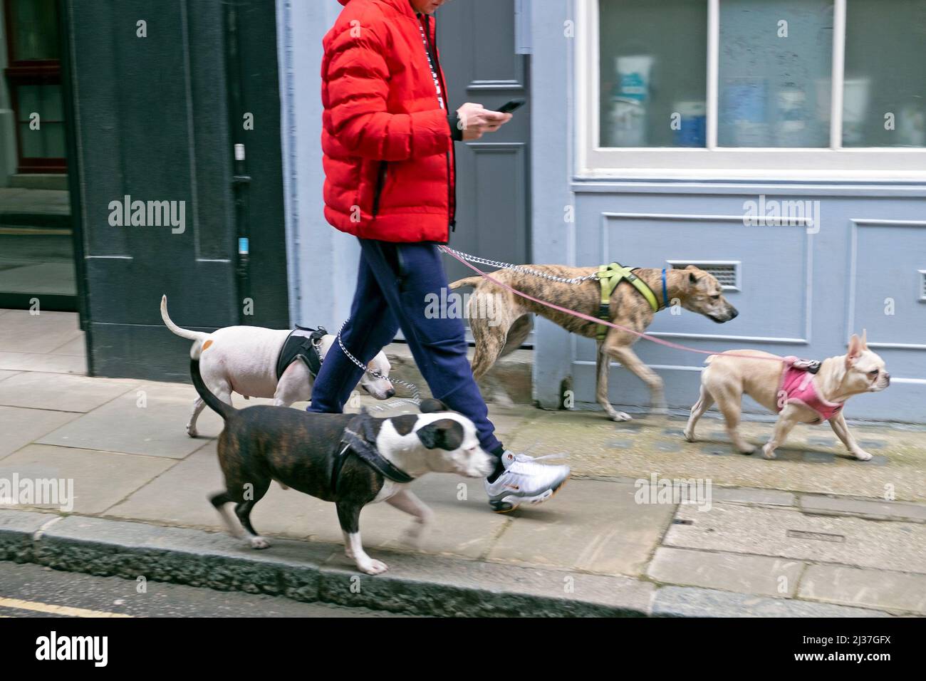 Dog walker walking dogs on leashes dog leash along city street wearing red puffy jacket in city looking at mobile phone texting London UK KATHY DEWITT Stock Photo