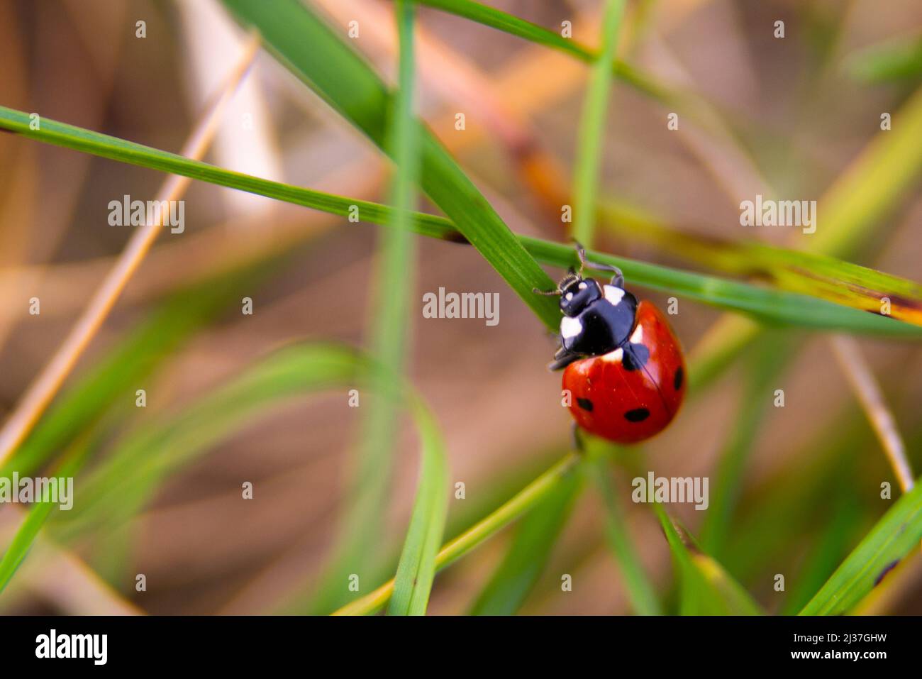 Dotted red ladybug on a flower. High quality photo. Selective focus. Stock Photo
