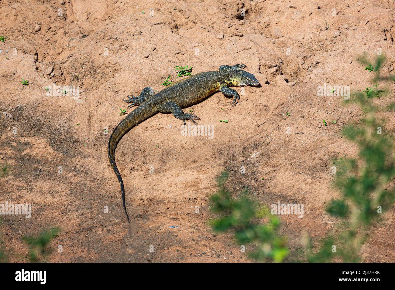 Nile or Water monitor lizard Varanus niloticus in Hluhluwe IMfolozi National Park, KwaZulu-Natal, Souh Africa Stock Photo