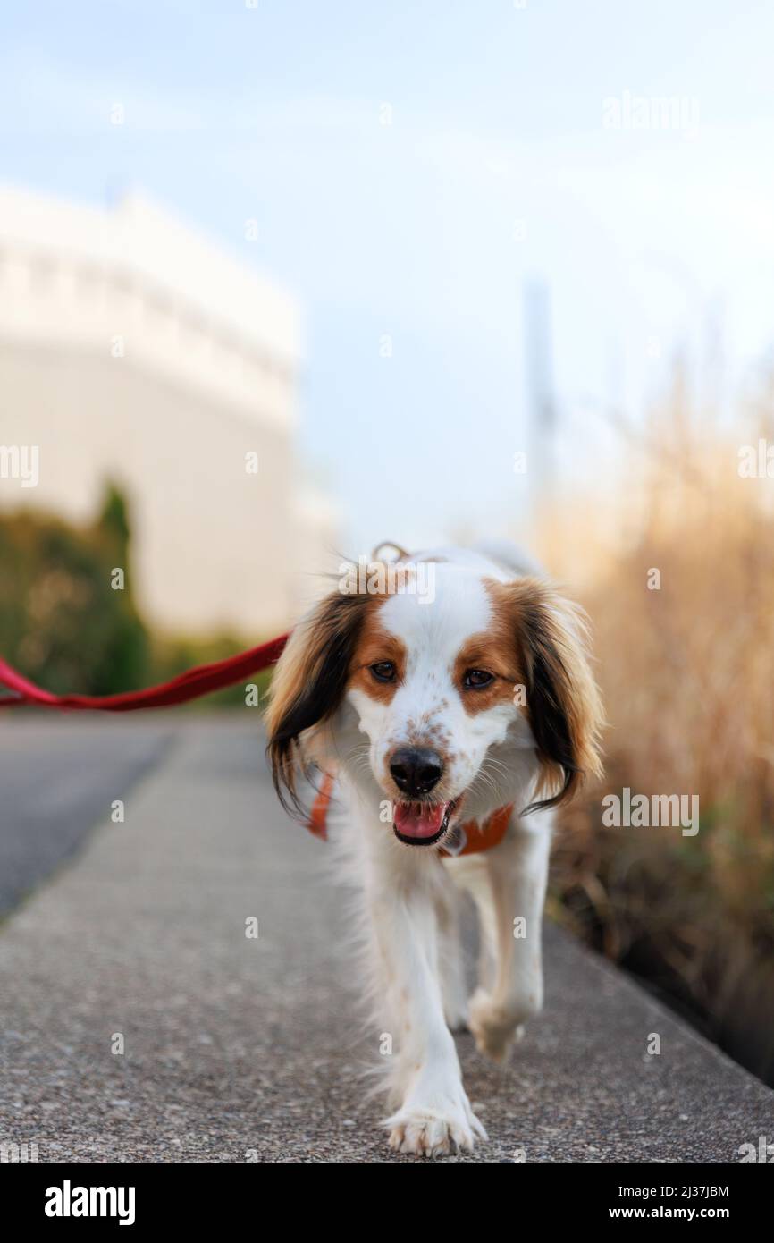 Close up of a happy purebred dog kooiker walking towards the camera. Stock Photo