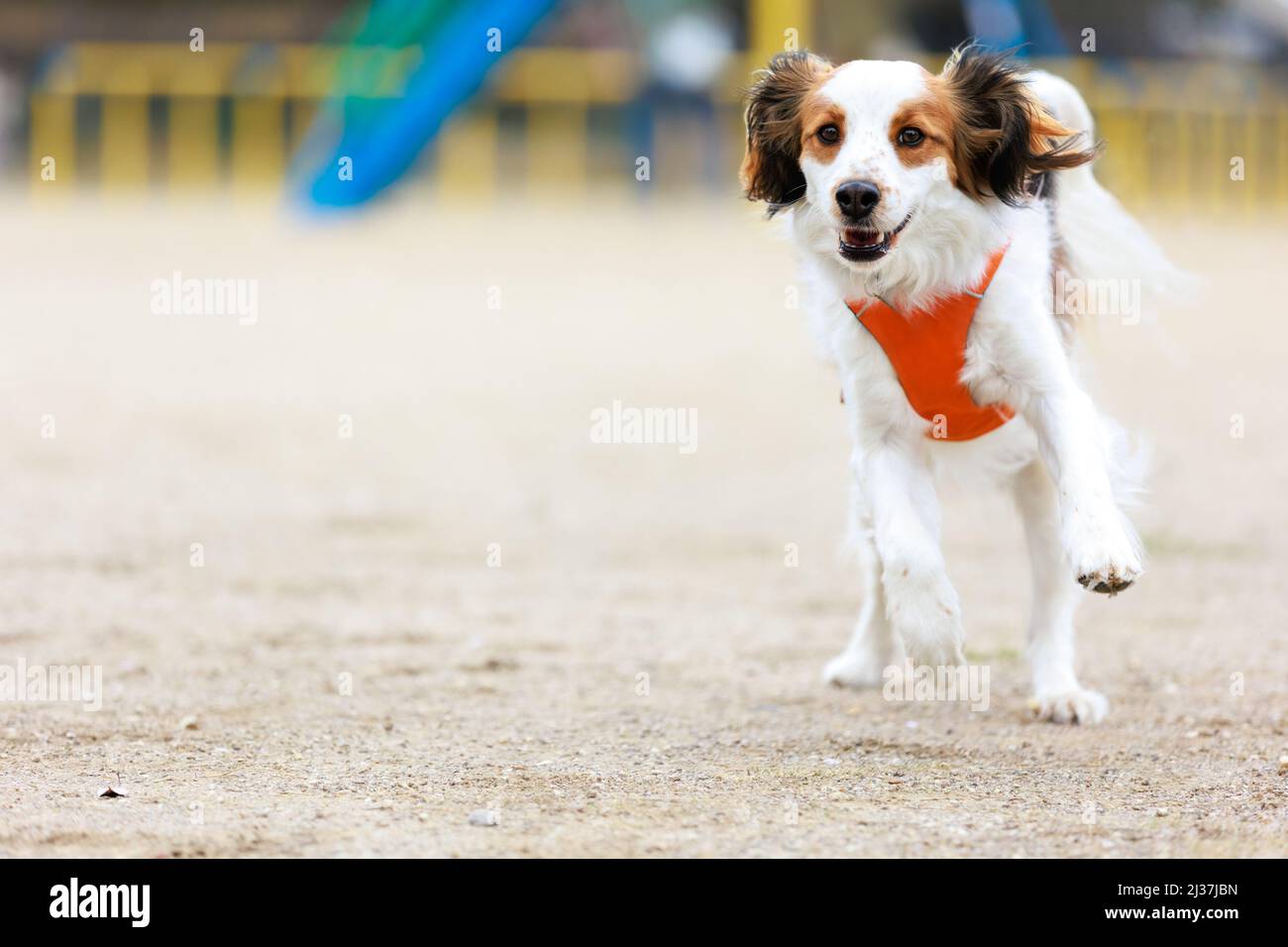 Happy purebred dog kooiker running towards camera. Stock Photo