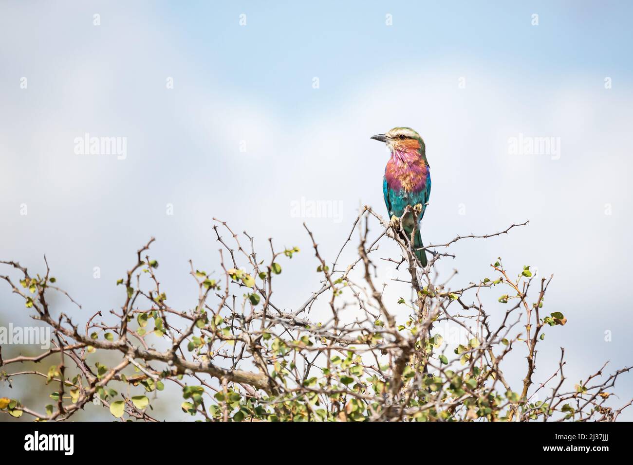 Lilac-breasted roller Coracias caudatus perched on a tree in Kruger National Park, South Africa Stock Photo