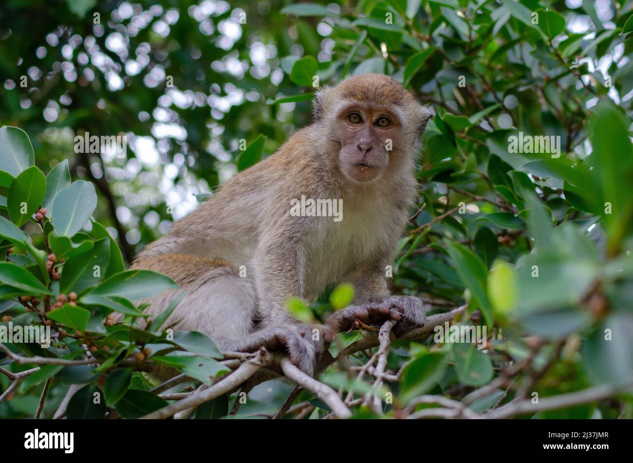 Long tailed macaque Monkey eat fruit at trees. Malaysia rainforest animal. Stock Photo