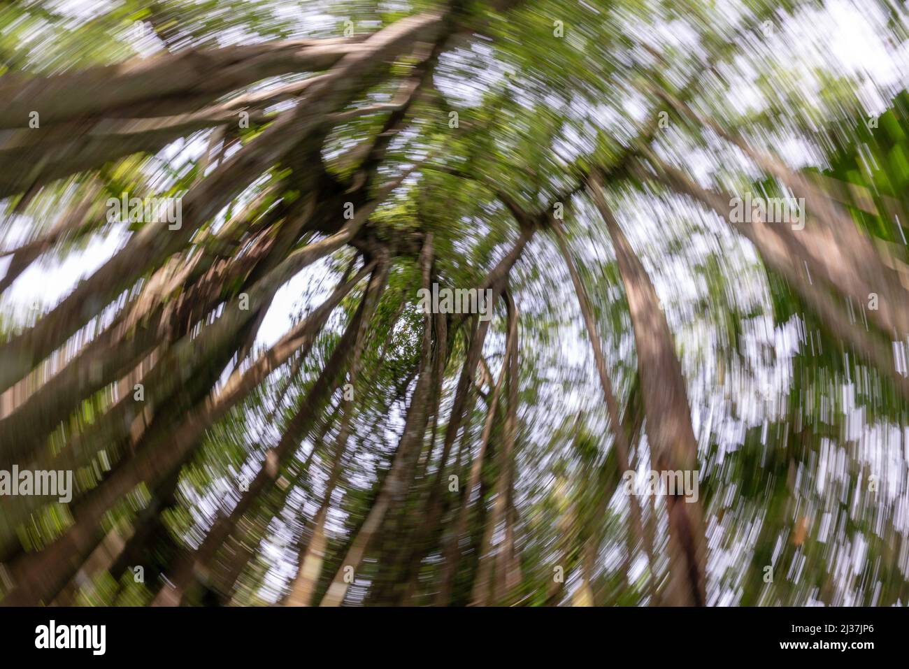 Spinning blur effect at Malaysia rainforest. Blur image due to rotation camera while shooting. Stock Photo