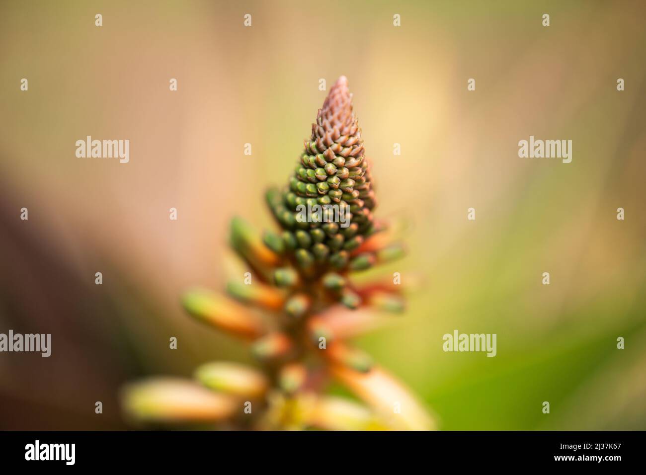Aloe vera seeds hi-res stock photography and images - Alamy