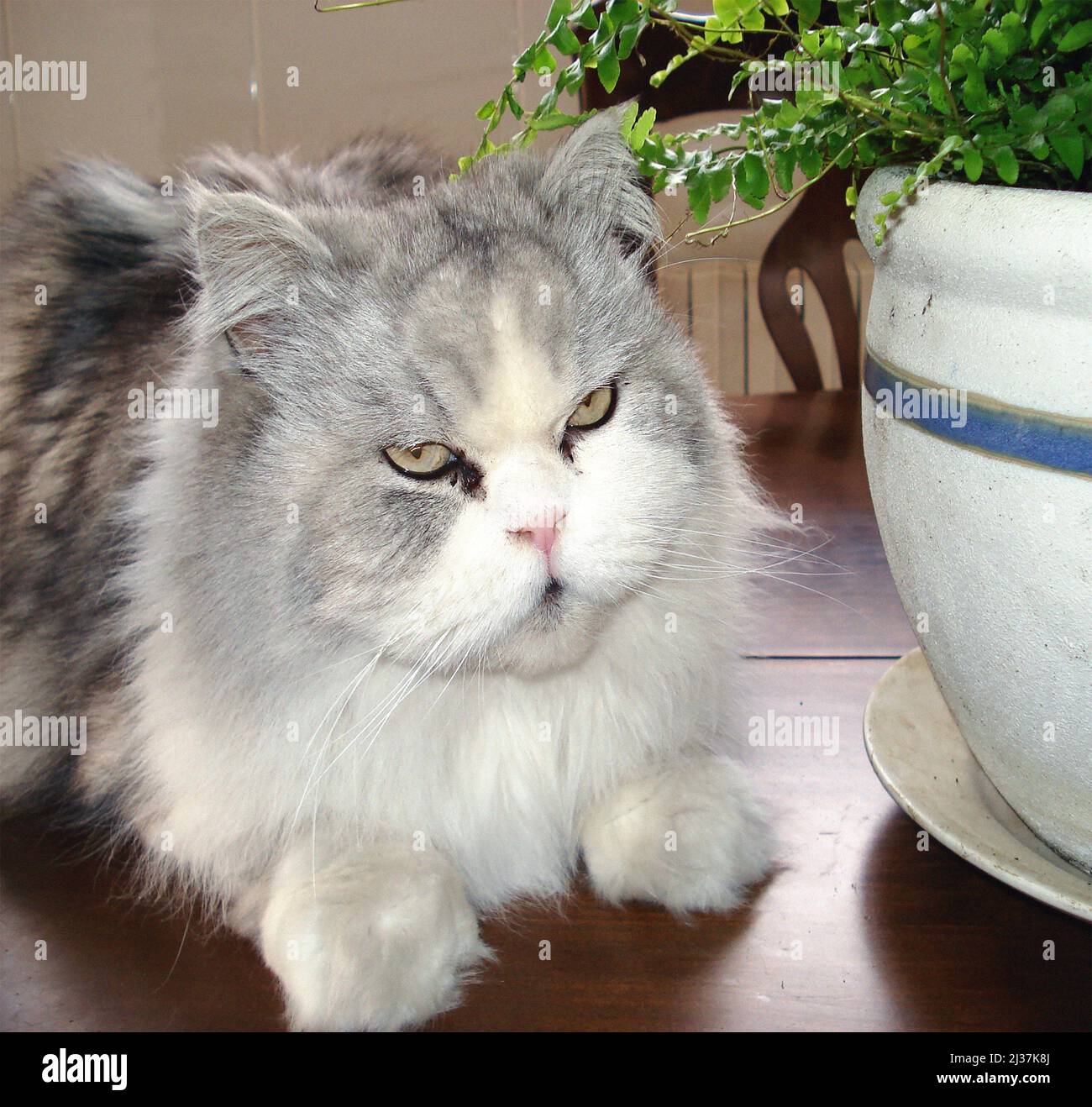 Persian cat posing indoors Stock Photo Alamy