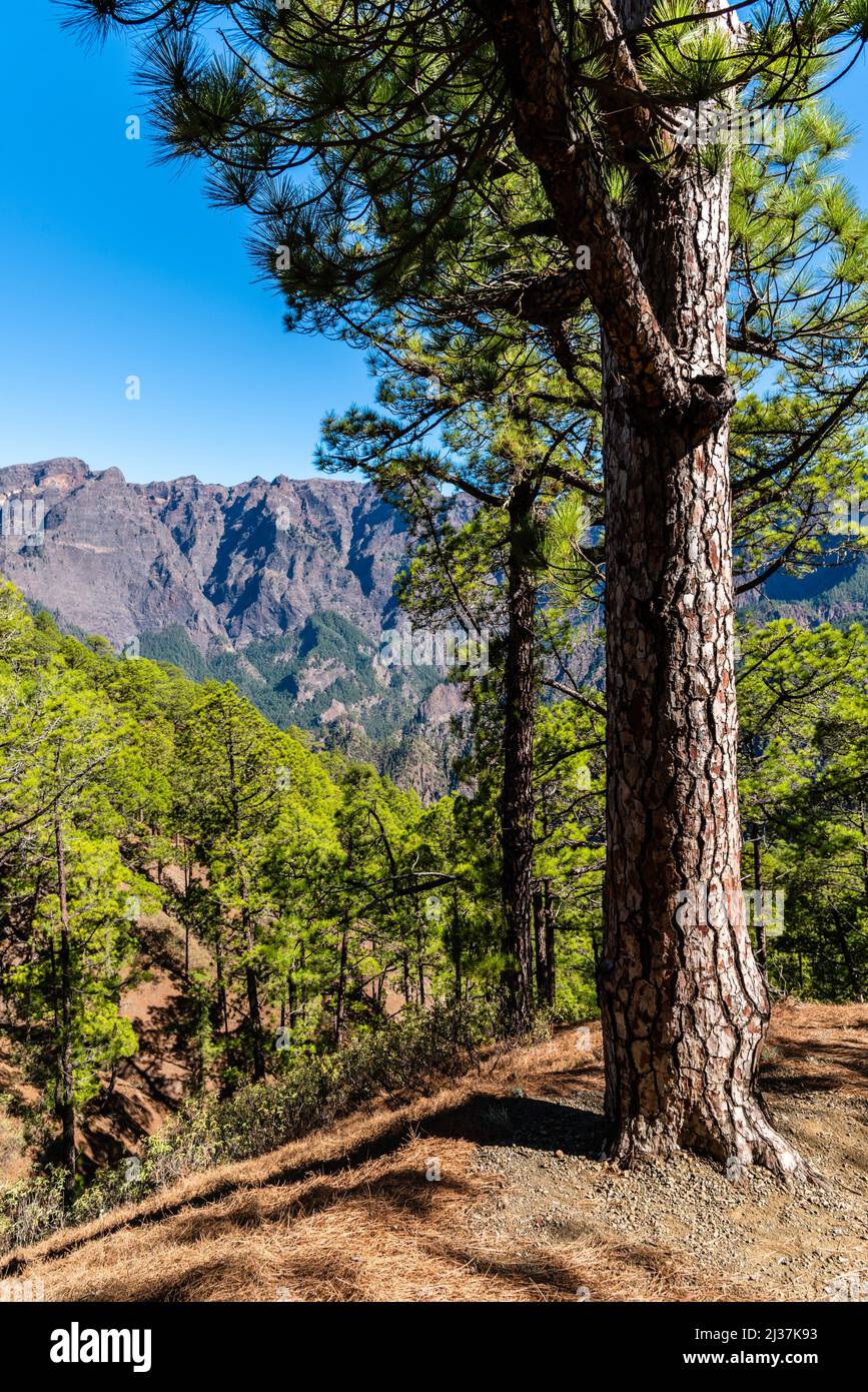 National Park of Caldera de Taburiente. Old Volcano Crater with Canarian Pine Trees Forest. La Palma, Canary Islands. Pinus canariensis. Stock Photo