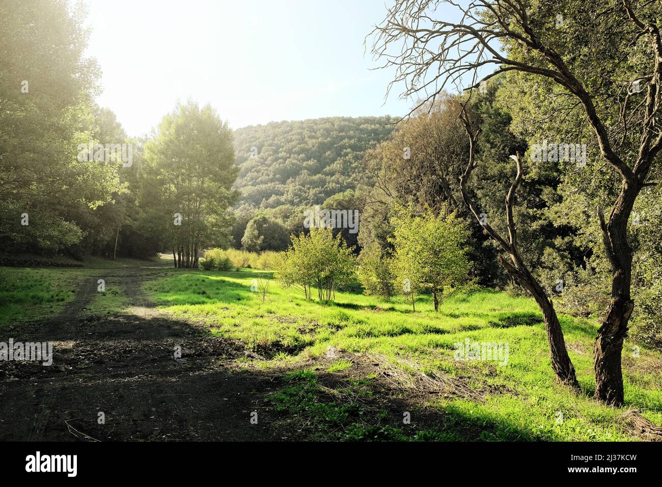 sunlight on a path in a green glade of Etna Park, Sicily Stock Photo Alamy