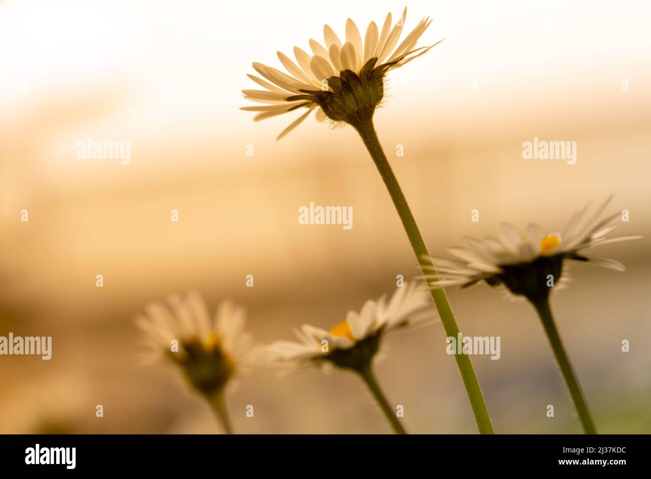 Selective focus wild daisy bottom view. Golden hours in daylight bunch
