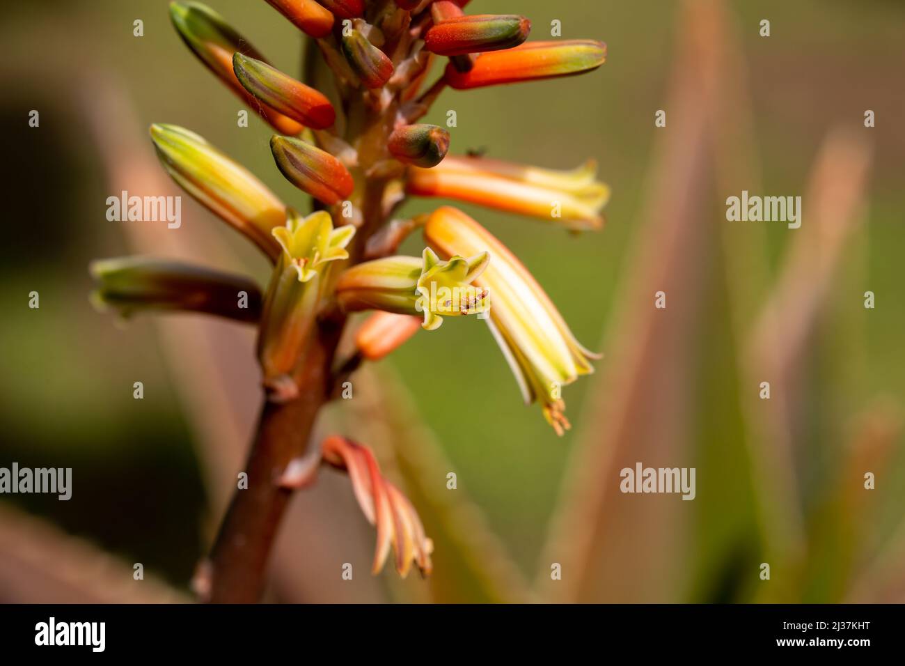 Aloe vera flower in selective focus. Aloe Vera flower is a plant that has a therapeutic effect in the field of health... Stock Photo