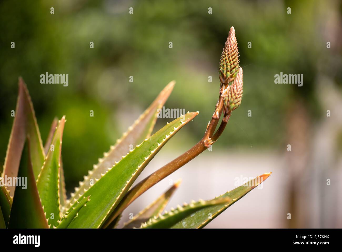 Aloe vera plant and flower in a garden in selective focus. Stock Photo