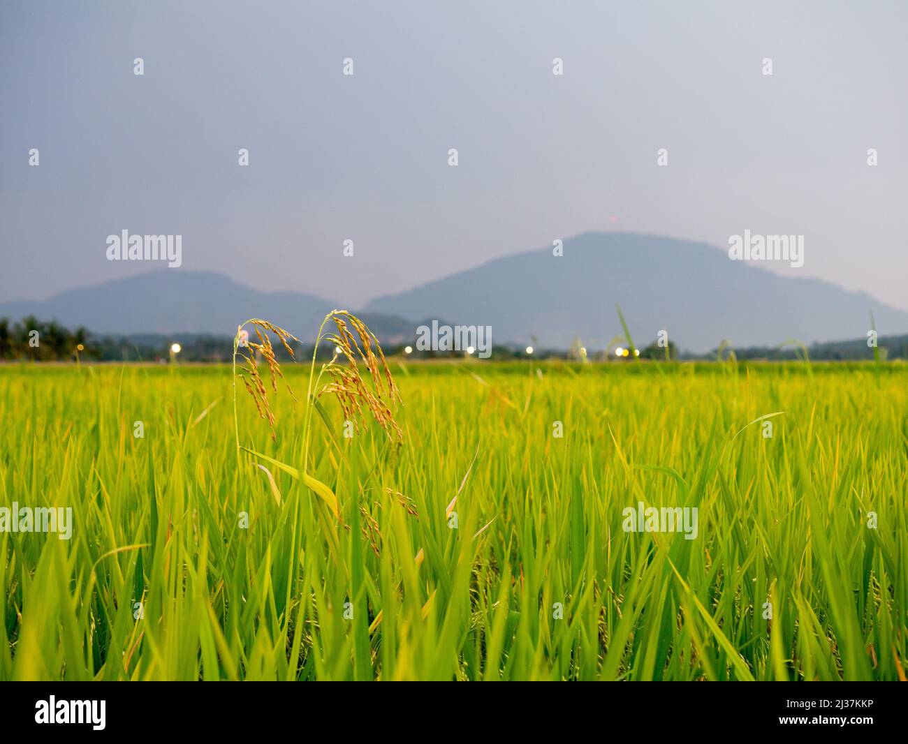 Select focus rice paddy plant. Background is hill. Stock Photo