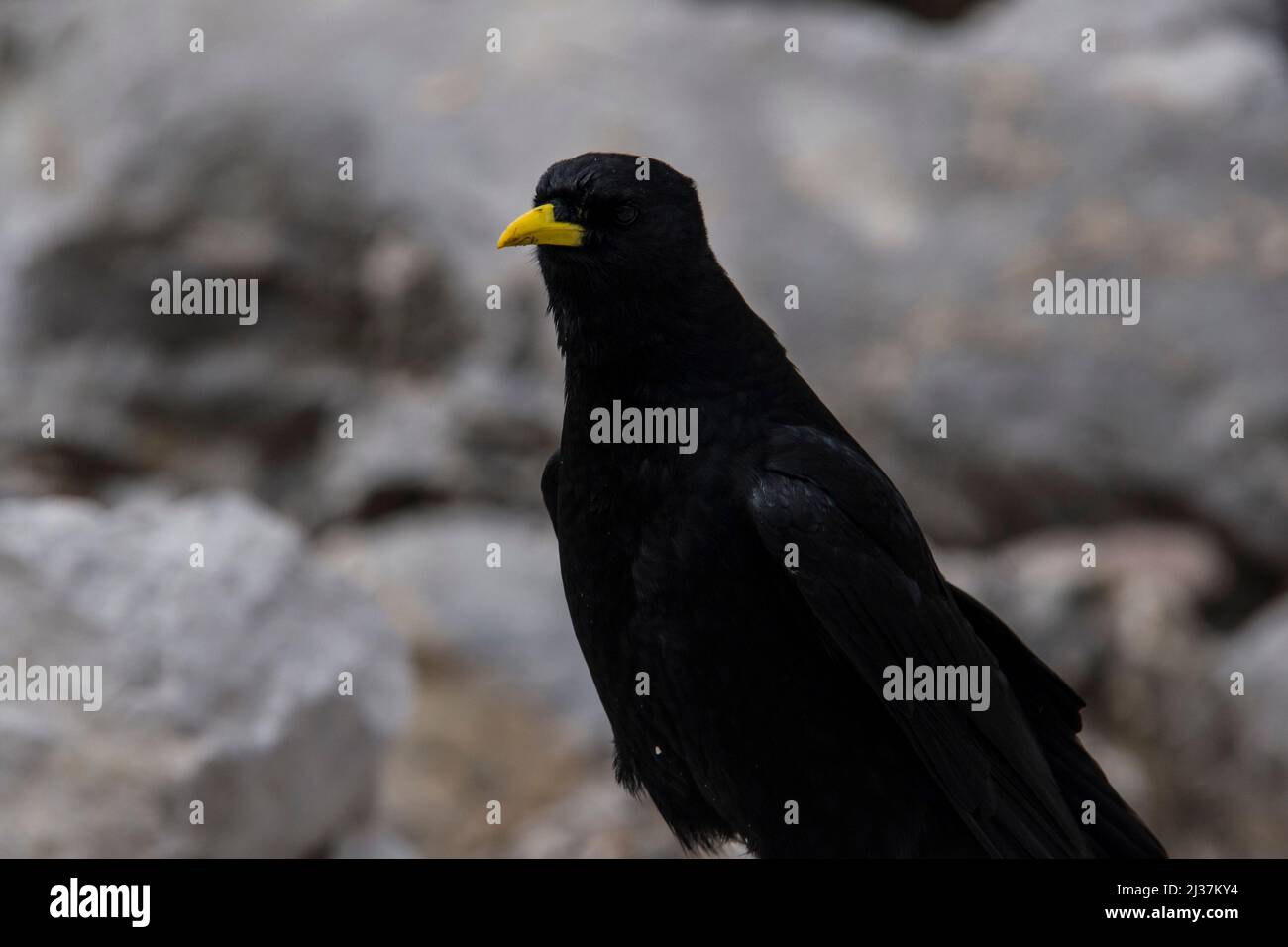 Carrion crow with a yellow beak stands curious on a rock observing Stock Photo