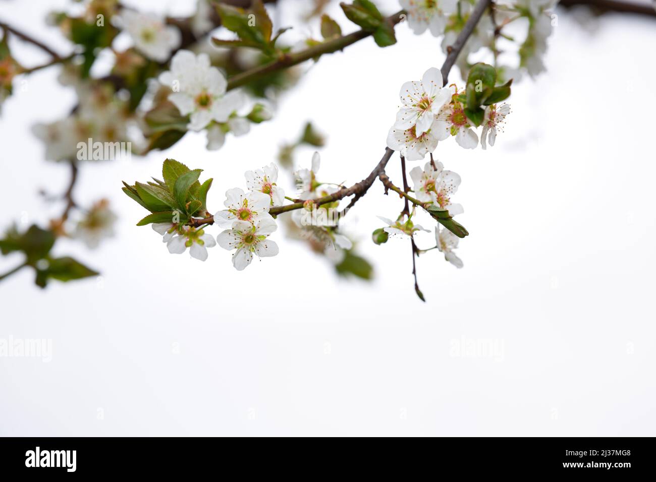 Selective focus of green plum fruit tree flowers on white isolated background. White flowers, harbinger of spring. Stock Photo