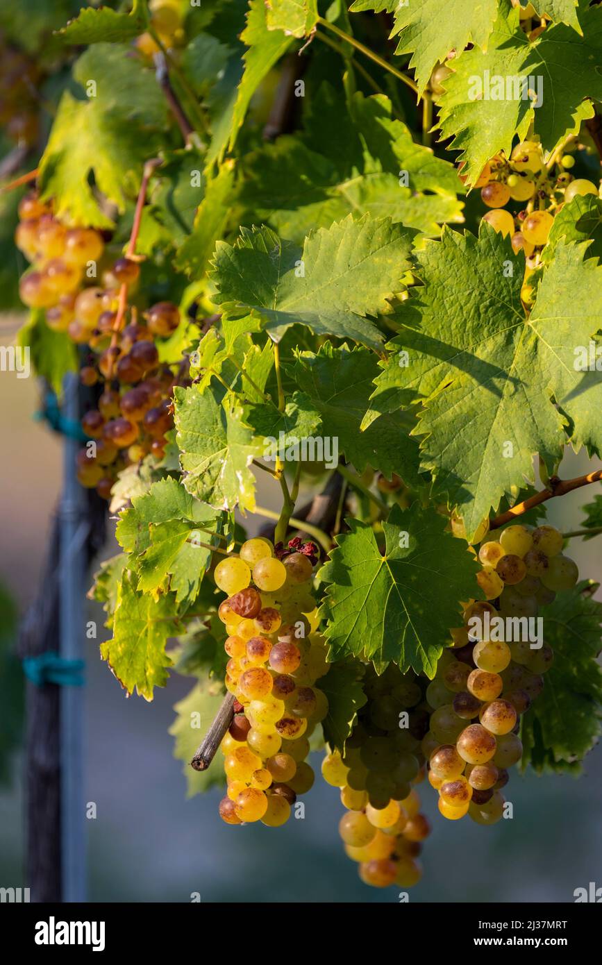 Grapes yellow muscat near Hercegkut, Tokaj region, Hungary Stock Photo