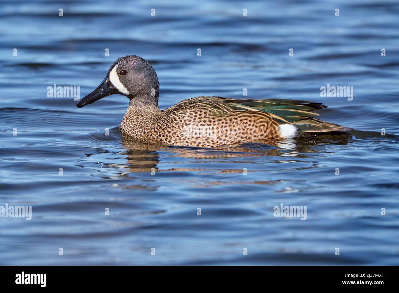 male blue winger teal, Spatula discors, wading on blue lake water, profile view Stock Photo