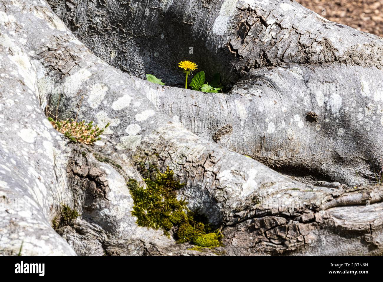 A solitary dandelion growing amid tree routes, RHS Gardens, Wisely, UK Stock Photo