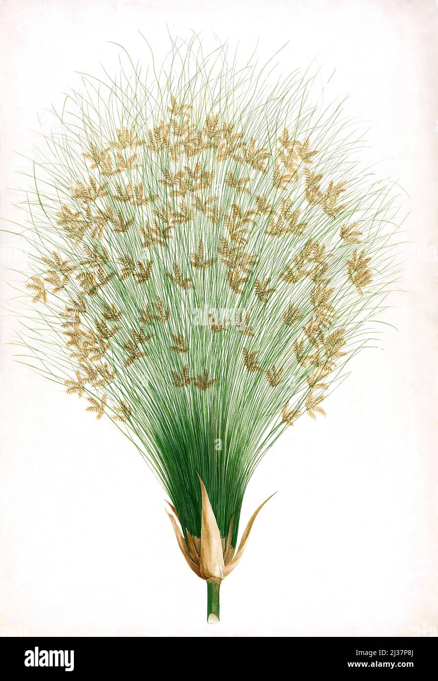 Cyperus papyrus L. (Papyrus Sedge): finished drawing of inflorescence. By James Bruce (1730-1794). Watercolor painting. Watercolor and gouache over Stock Photo