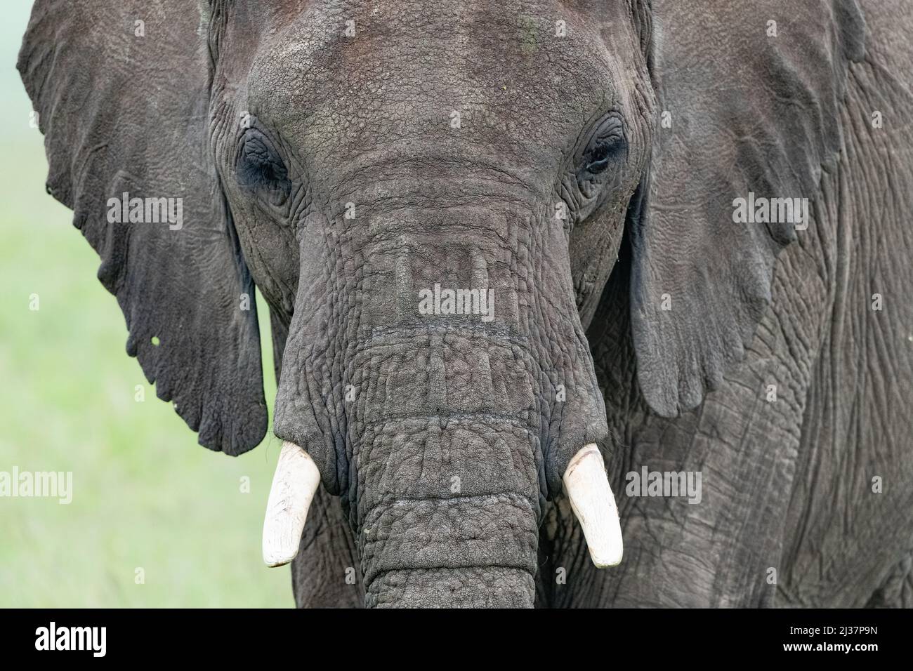 portrait of a head of an African elephant Stock Photo
