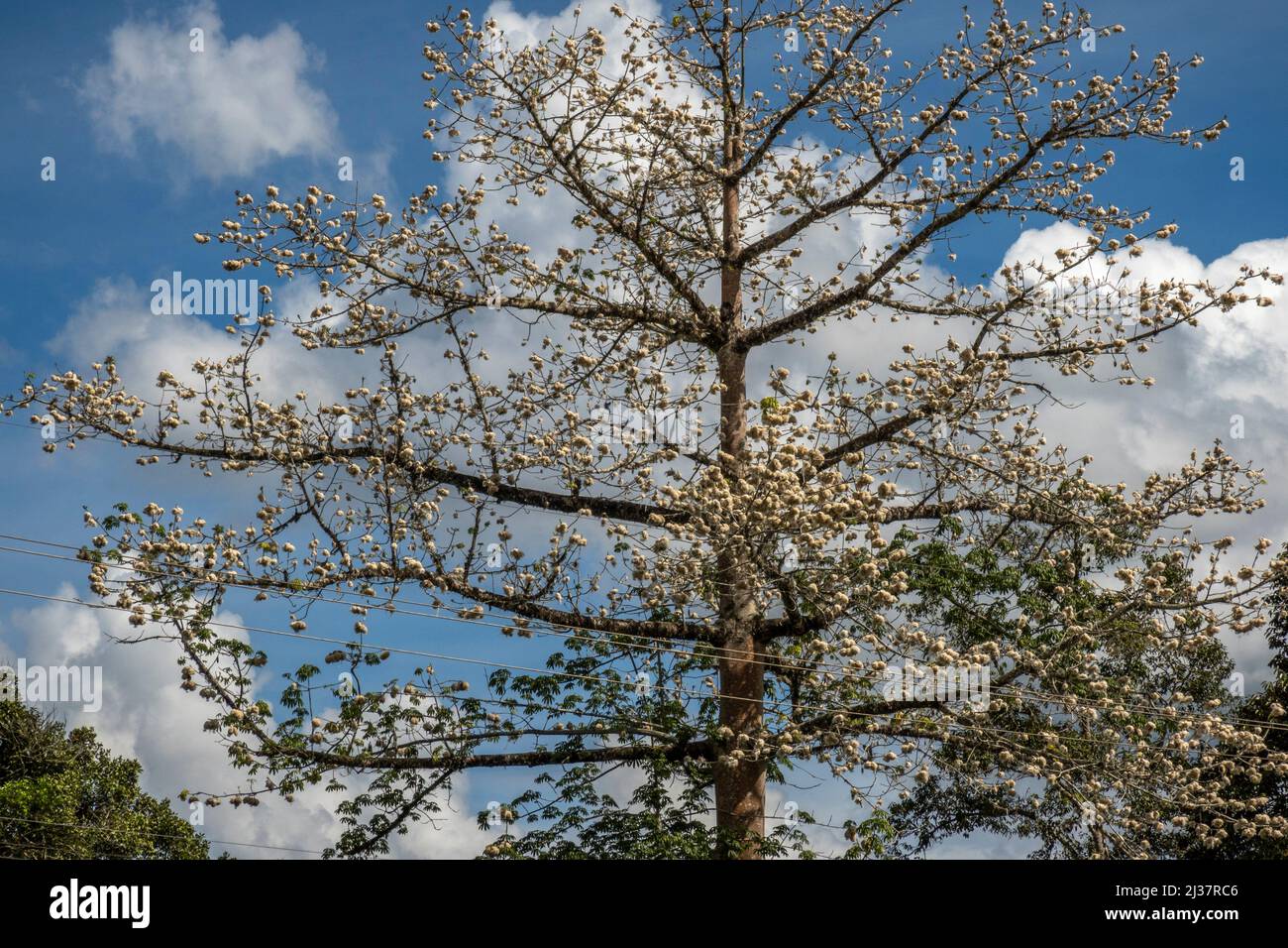 A cotton tree by the roadside at Betong, Sarawak, East Malaysia, Borneo