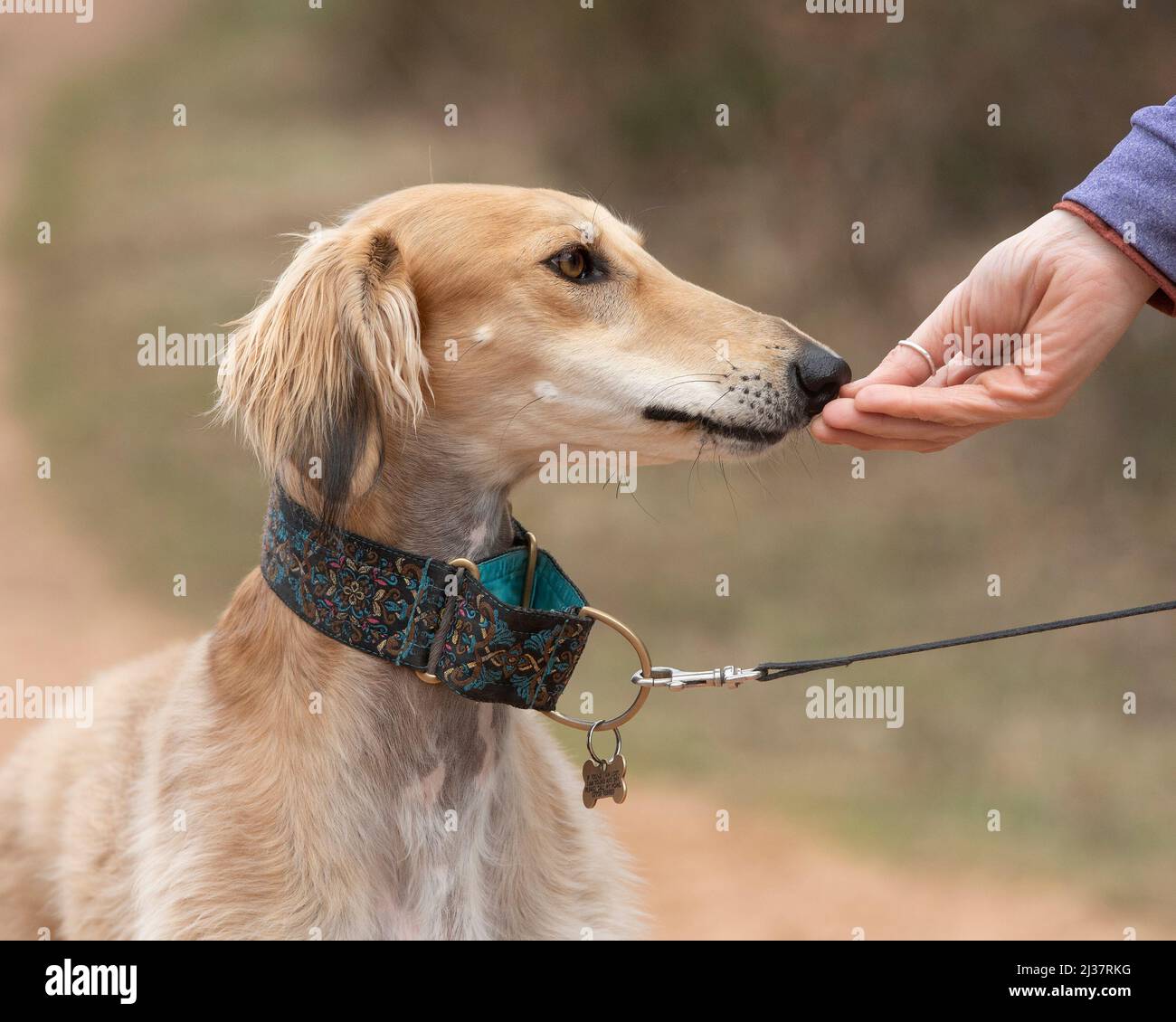 training a saluki dog with titbit Stock Photo