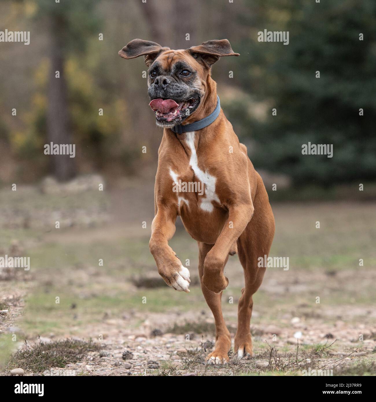 boxer dog running towards camera Stock Photo