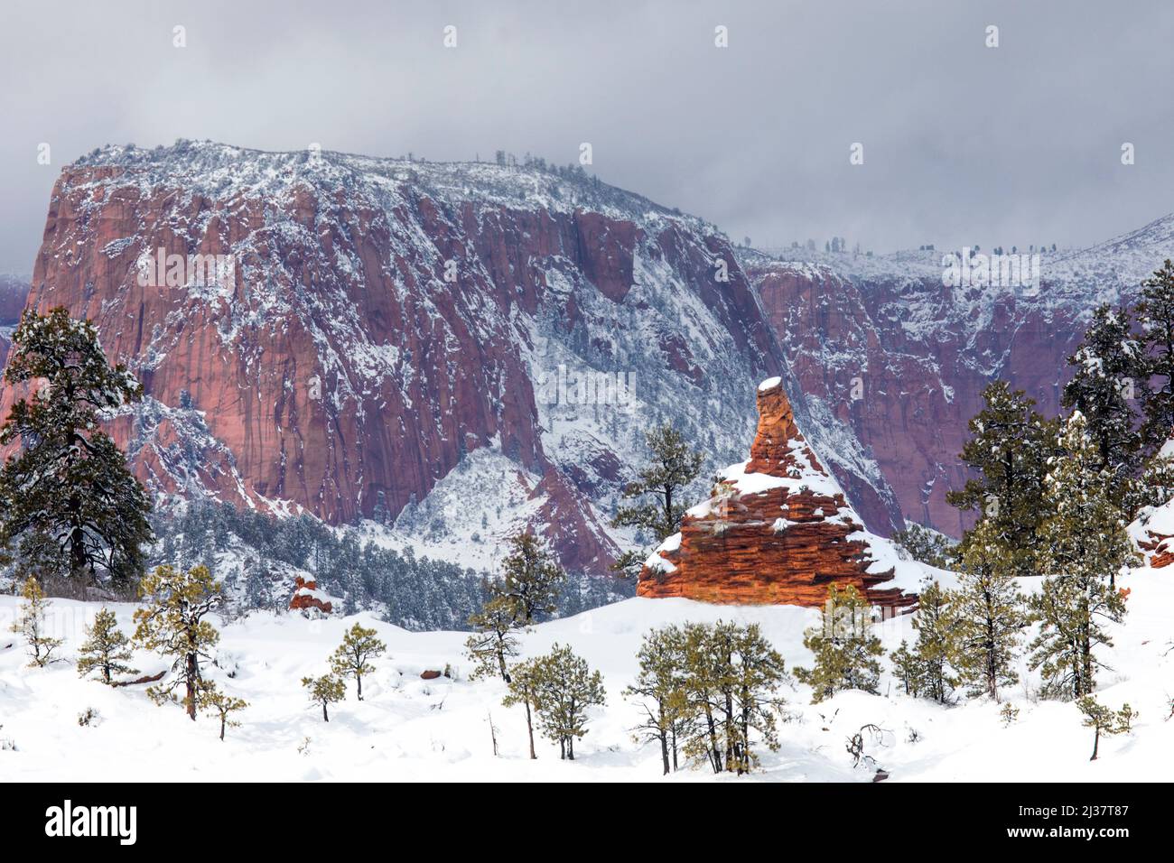 Fresh snow has fallen on the Kolob Terrace area in and around Zion National Park, Utah. Stock Photo