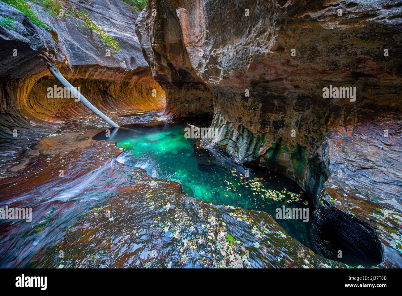 Erosion has shaped the sandstone walls at The Subway at Zion National Parkâ.s Left Fork of North Creek. Stock Photo