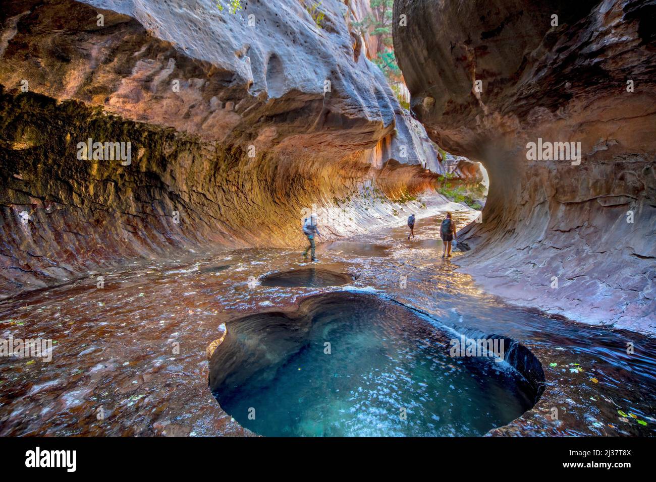 Erosion has shaped the sandstone walls at The Subway at Zion National Parkâ.s Left Fork of North Creek. Stock Photo