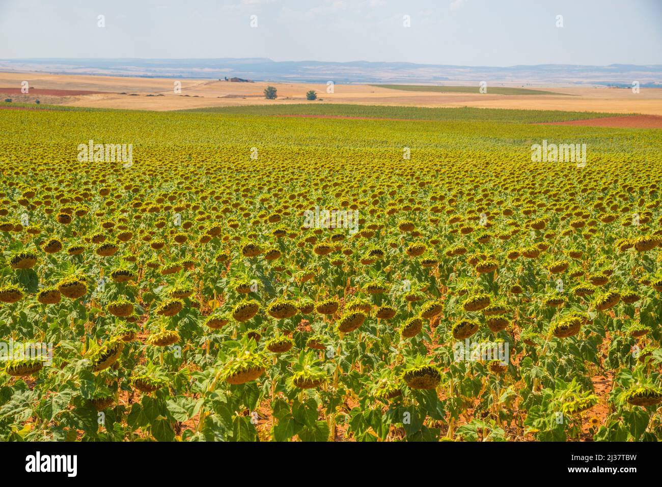Sunflowers field. Soria, Castilla Leon, Spain. Stock Photo