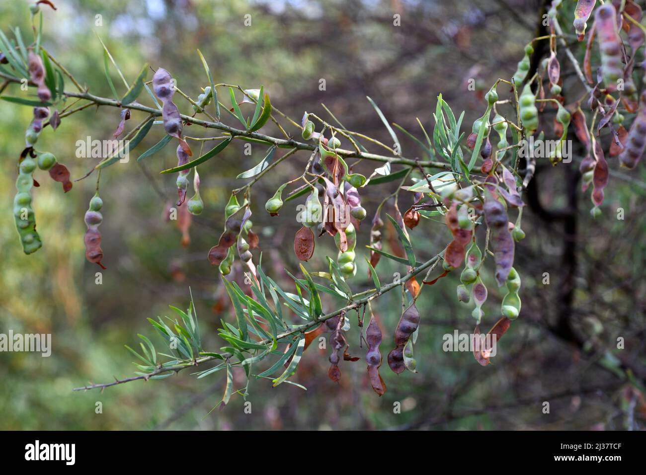 Bardi bush (Acacia victoriae) is a shrub native to arid regions of Australia. Fruits detail. Stock Photo