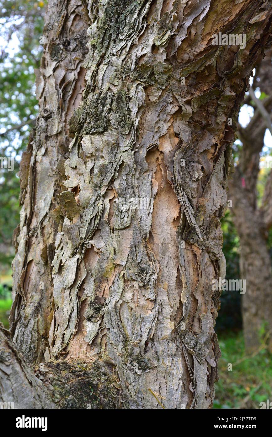 Paperbark thorn (Acacia sieberiana or Vachellia sieberiana) is a medicinal and toxic tree native to sub-saharan Africa. Bark detail. Stock Photo