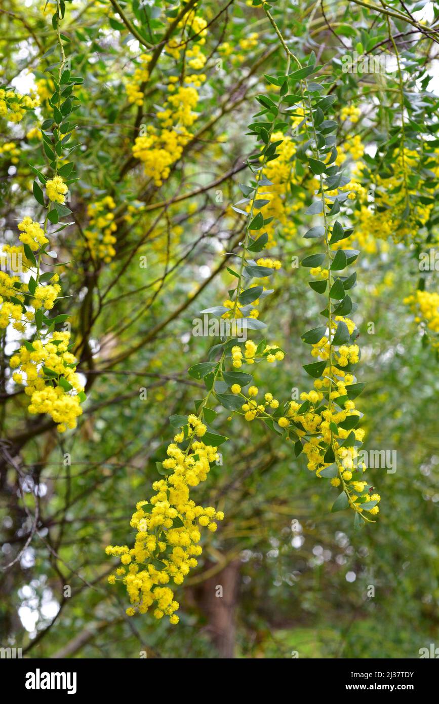 Knife-leaf wattle (Acacia cultriformis) is an evergreen tree native to eastern Australia. Flowers and leaves detail. Stock Photo