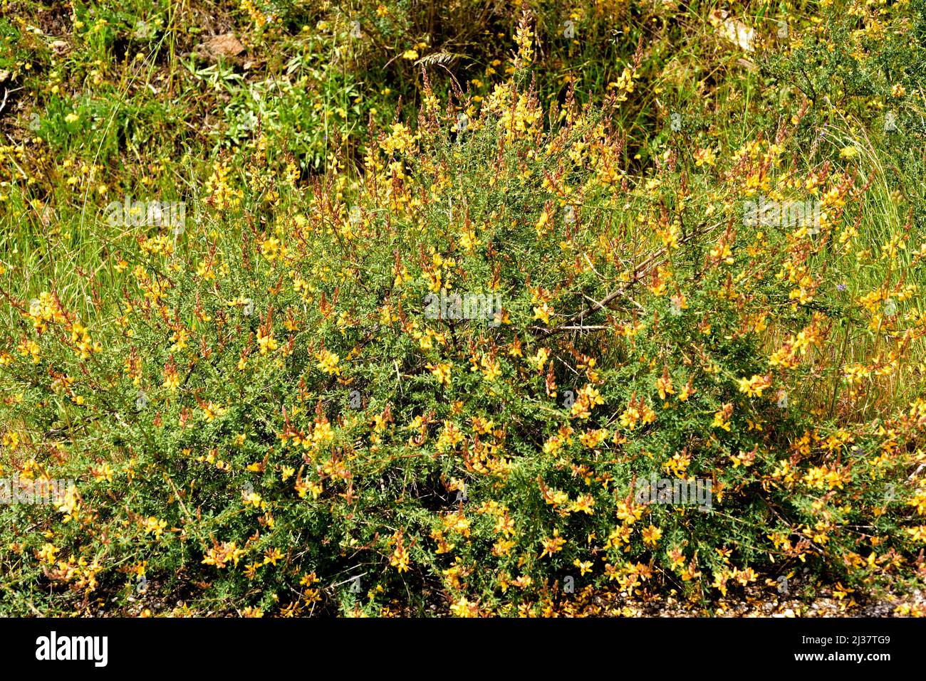 Codeso (Adenocarpus complicatus is a shrub native to western Mediterranean basin. This photo was taken in Sierra de la Culebra, Zamora, Castilla y Stock Photo