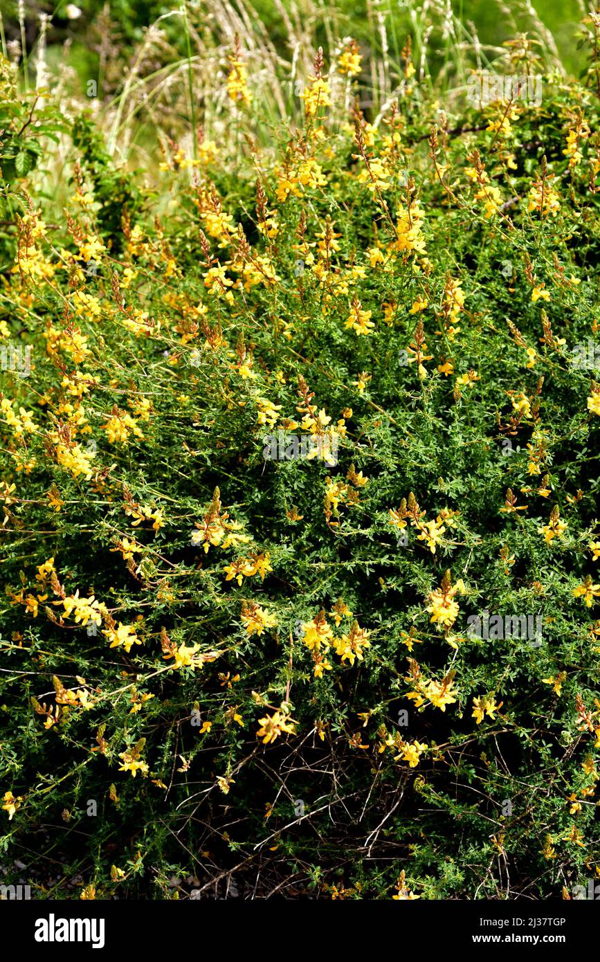 Codeso (Adenocarpus complicatus is a shrub native to western Mediterranean basin. This photo was taken in Sierra de la Culebra, Zamora, Castilla y Stock Photo