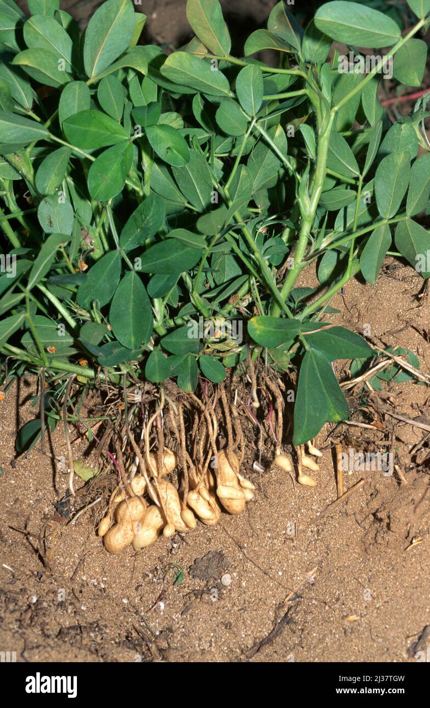Peanut (Arachis hypogea) is an annual plant native to South America and cultivated in many other regions for its edible seeds. Fruits and leaves Stock Photo