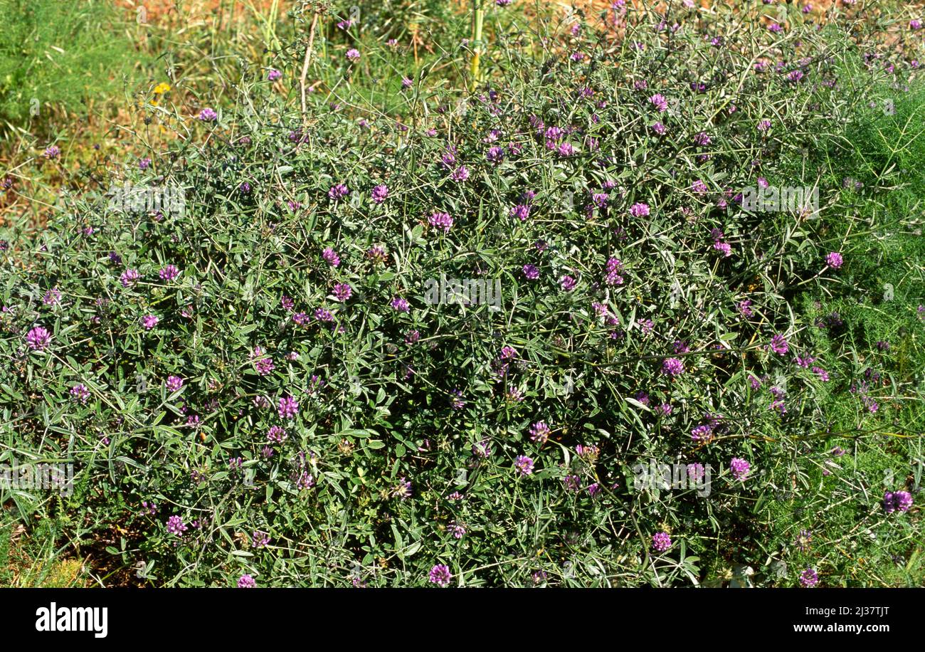 Arabian pea or pitch trefoil (Bituminaria bituminosa or Psoralea bituminosa) is a perennial herb native to Mediterranean basin and Canary Islands. Stock Photo
