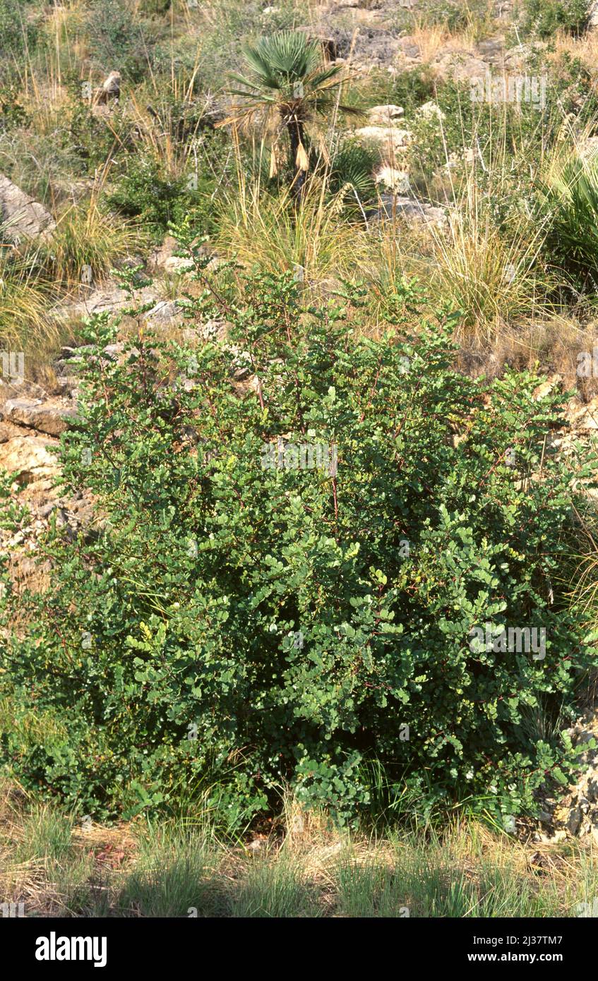 Carob tree ceratonia siliqua hires stock photography and images Alamy