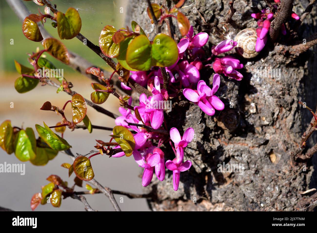 Judas tree (Cercis siliquastrum) is a deciduous tree native to central and eastern Mediterranean region. Flowers and young leaves detail. Stock Photo
