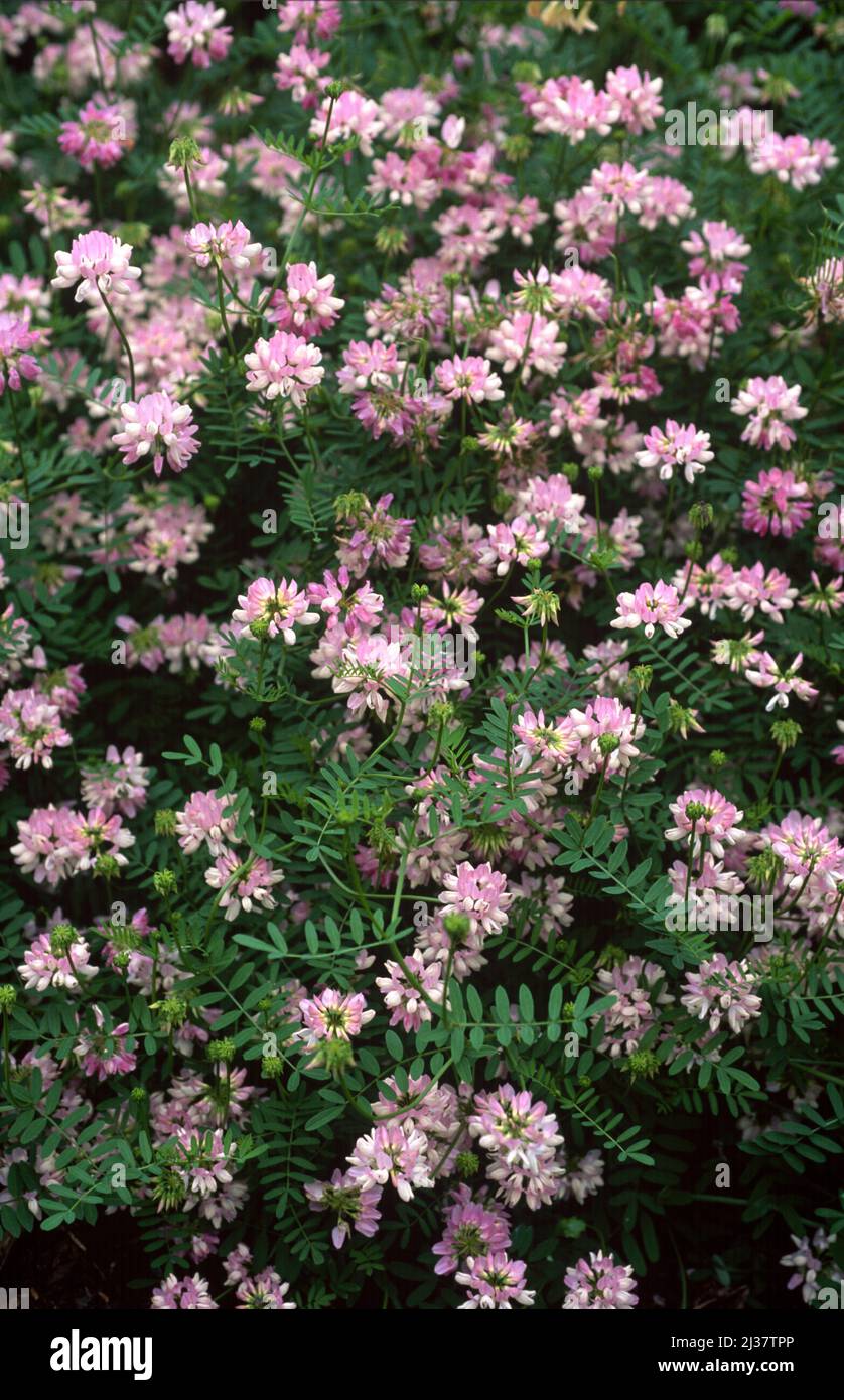 Crownvetch or purple crown vetch (Coronilla varia or Securigera varia