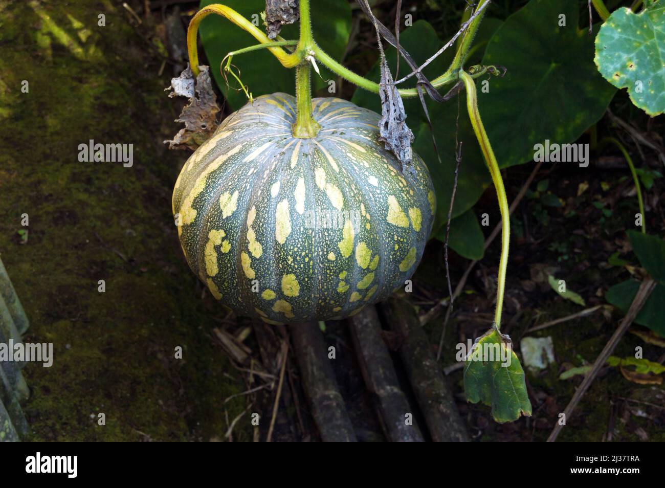 Round pumpkin suspended from the stem a few inches off the ground Stock Photo