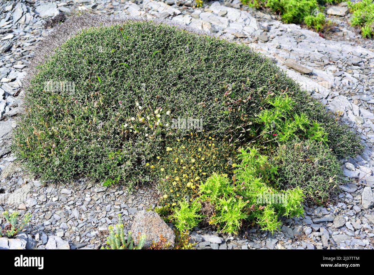 Socarrell alis (Dorycnium fulgurans) is a cushion-like spiny shrub endemic to Balearic Islands (Mallorca; Menorca and Cabrera). This photo was taken Stock Photo
