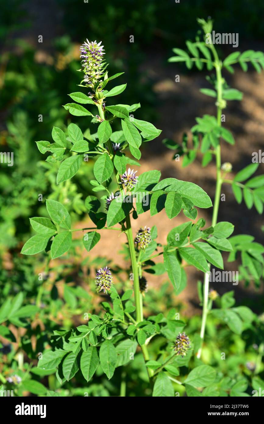Prickly licorice hires stock photography and images Alamy