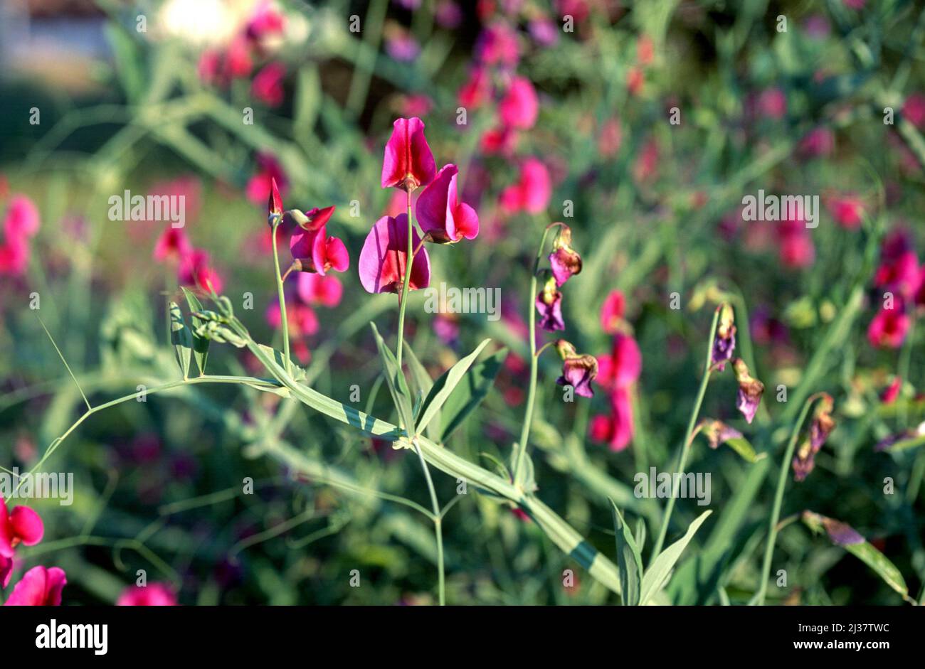 Perennial peavine (Lathyrus latifolius) is a climbing perenneial herb