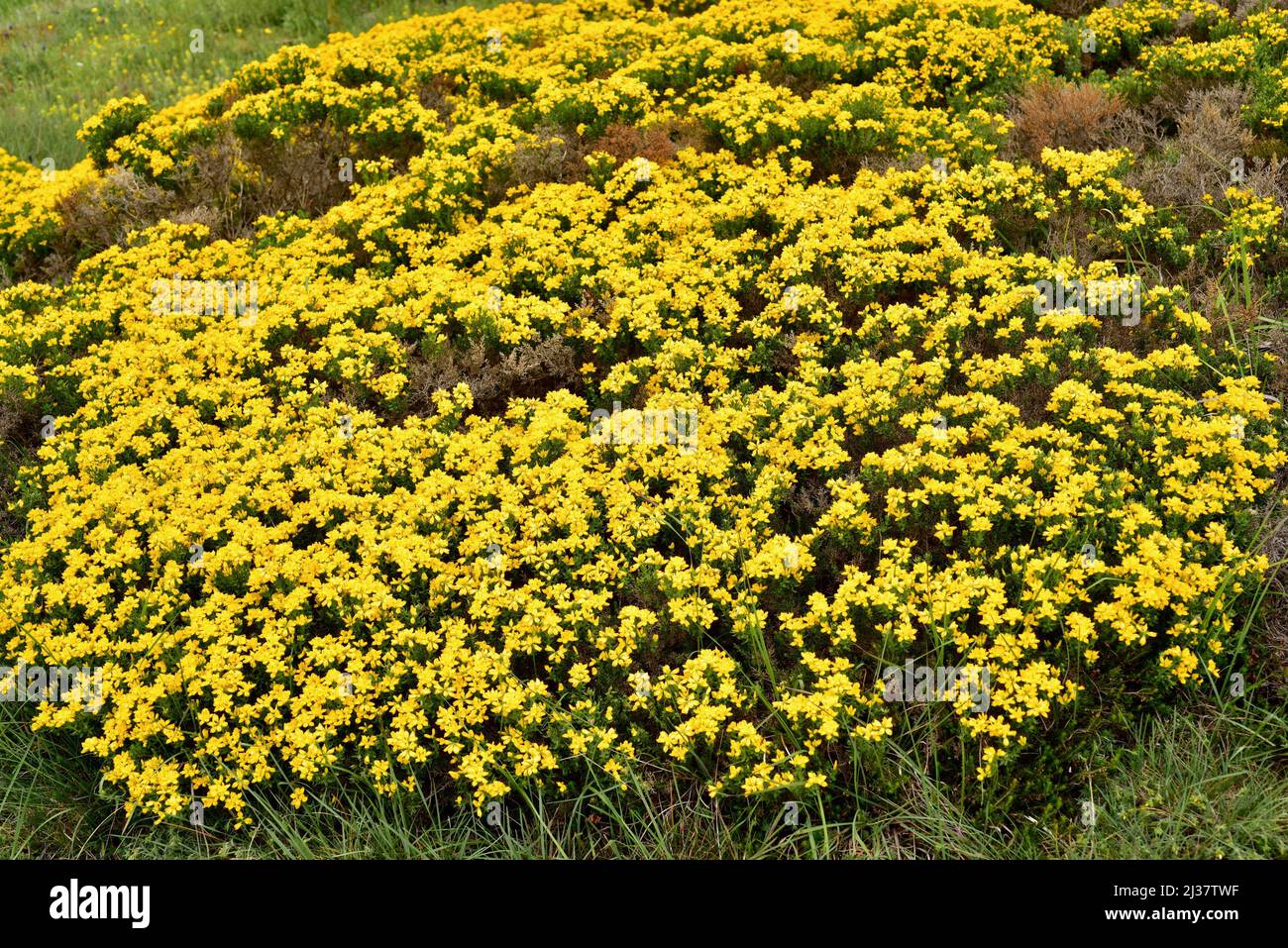 Spanish broom or spanish gorse (Genista hispanica) is a spiny shrub native to northern and eastern Spain and southern France. This photo was taken in Stock Photo
