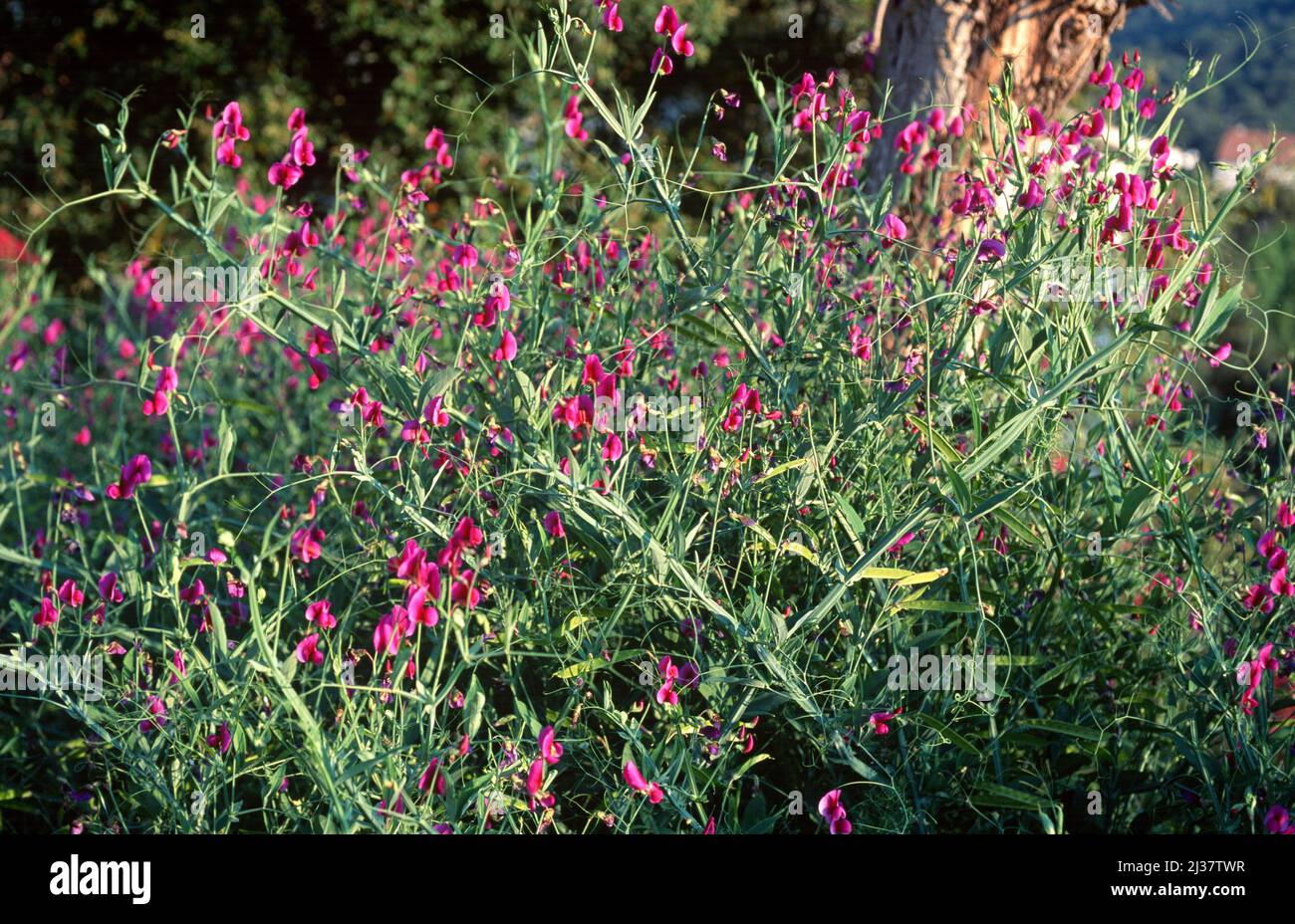 Perennial peavine (Lathyrus latifolius) is a climbing perenneial herb