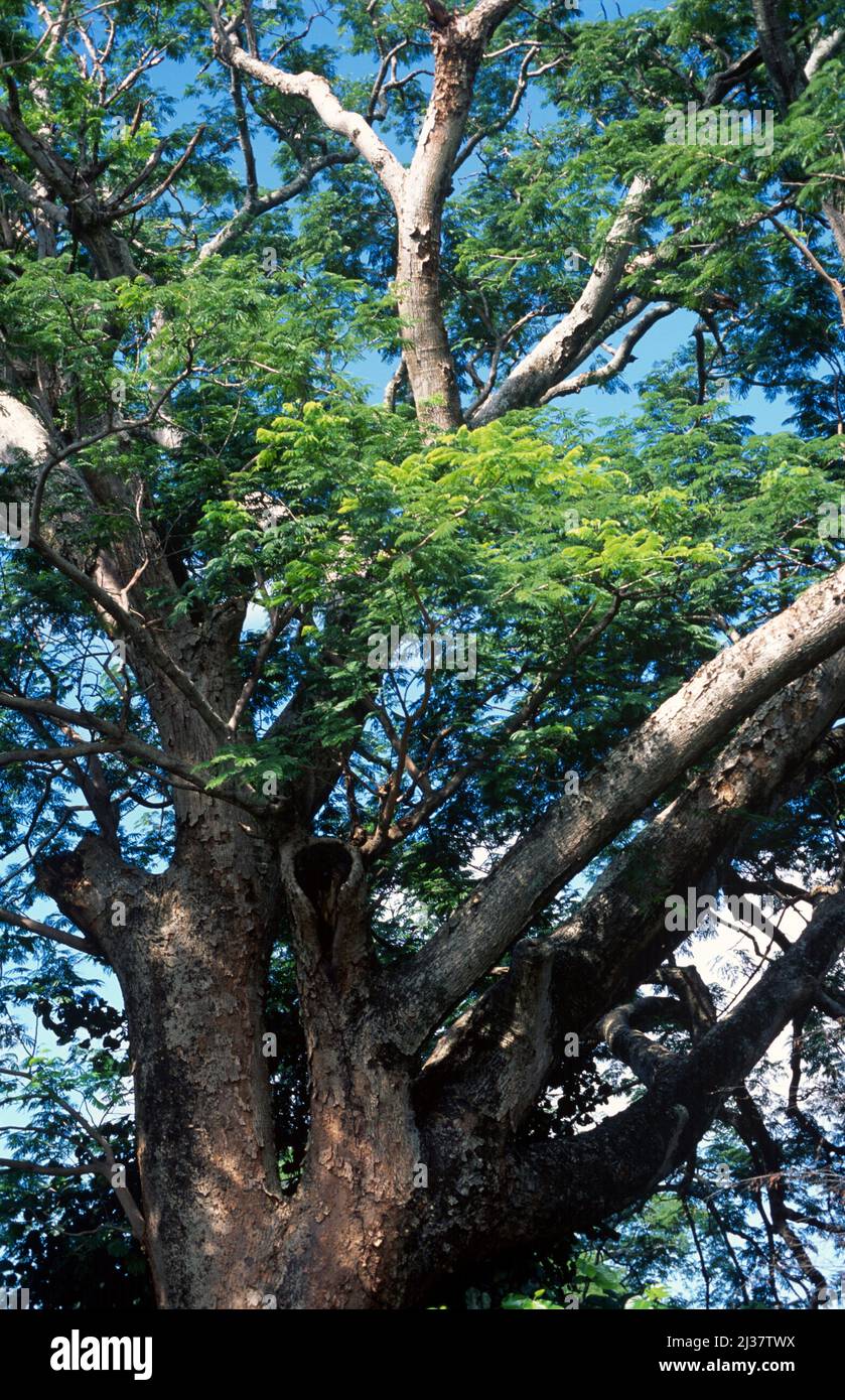 Guanacaste (Enterolobium cyclocarpum) is a deciduous tree native to tropical Americas. It has medicinal proporties, its seeds are edible and its wood Stock Photo