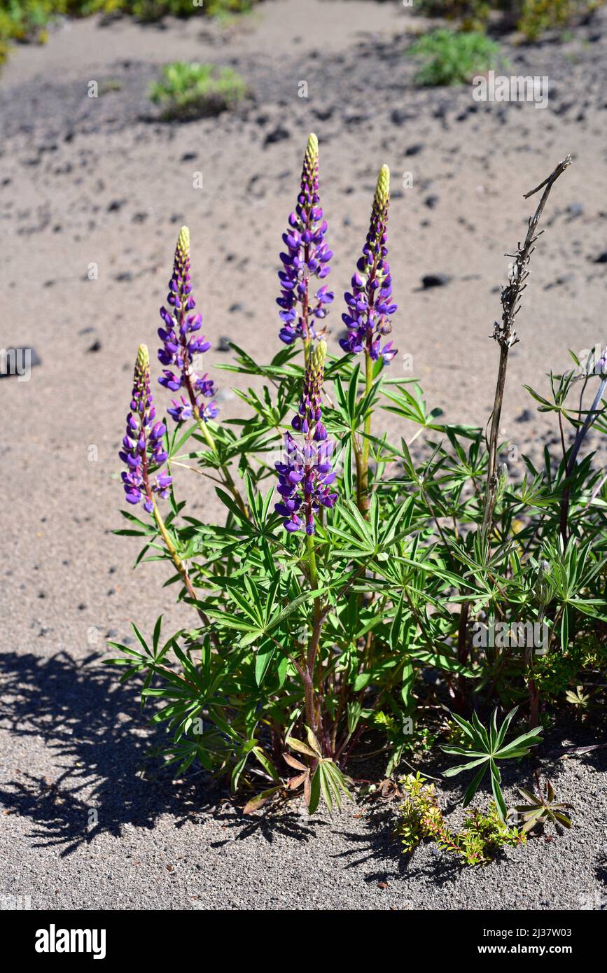 Big-leaved lupine (Lupinus polyphyllus) is a perennial herb native to northwestern America and naturalized in South America and Europe. This photo Stock Photo