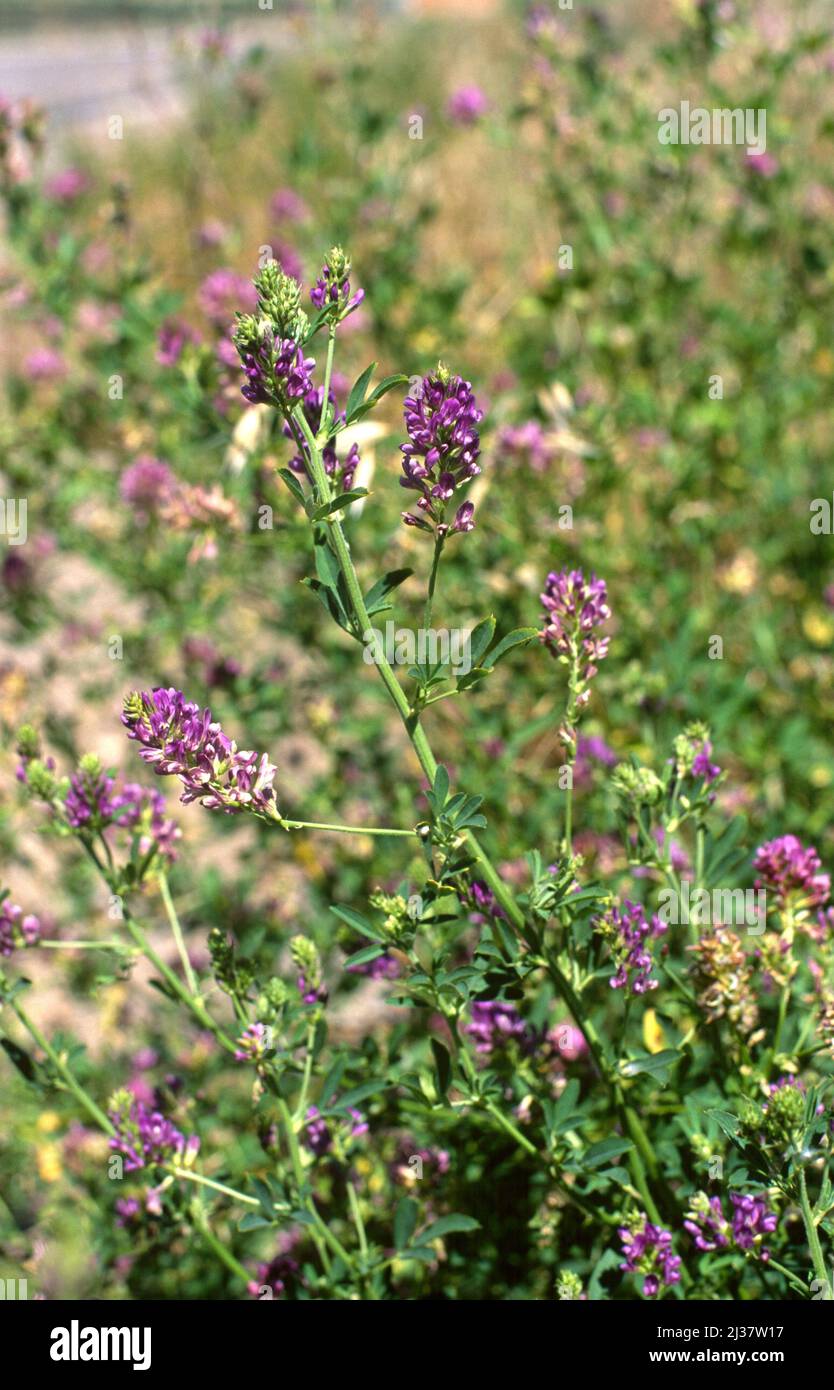 Alfalfa or lucerne (Medicago sativa) is a perennial forage herb native