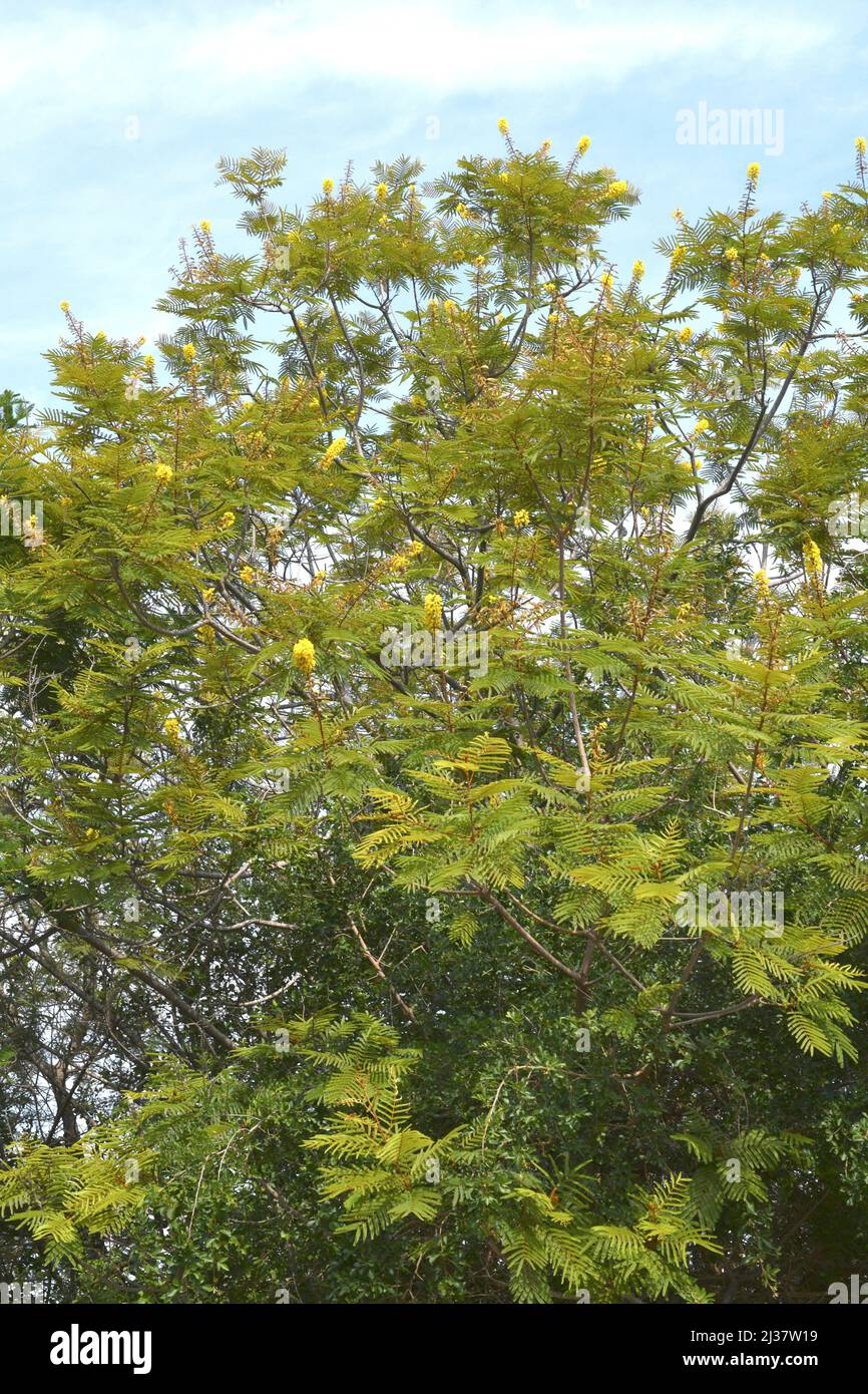 african-blackwood-tree-hi-res-stock-photography-and-images-alamy